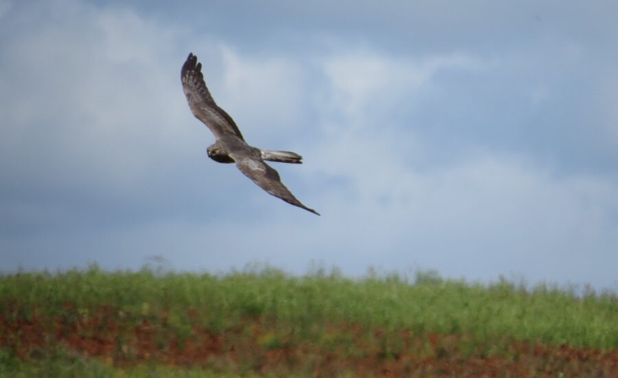 Aguilucho cenizo. Sembria