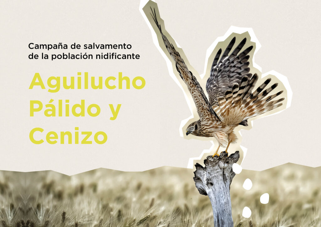 Aguilucho cenizo y palido. Sembria. Tejemos Territorio