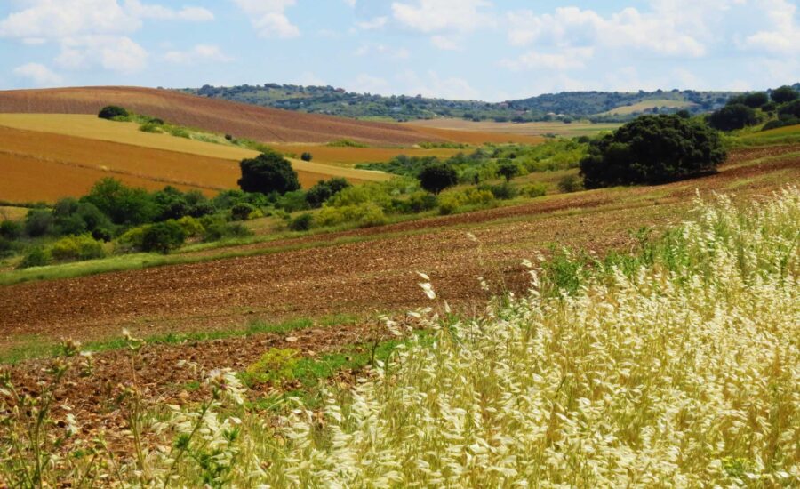 Campos de cereales. Sembria. Tejemos territorio