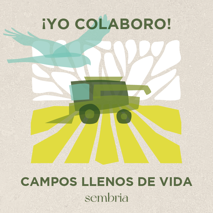 Campaña salvamento aguilucho cenizo