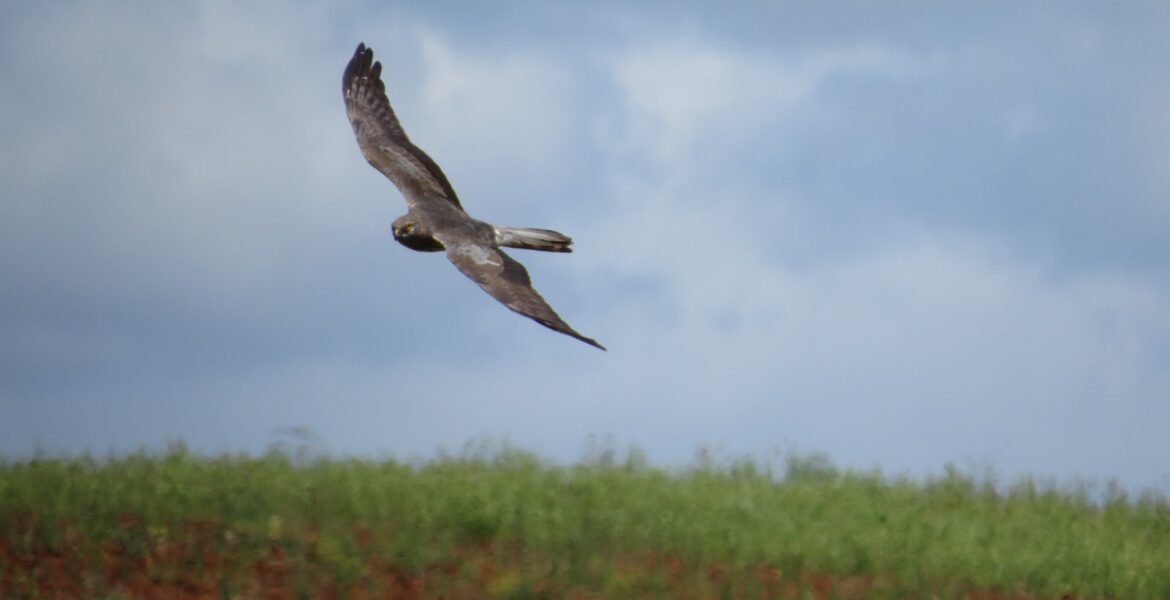 Aguilucho cenizo. Sembria