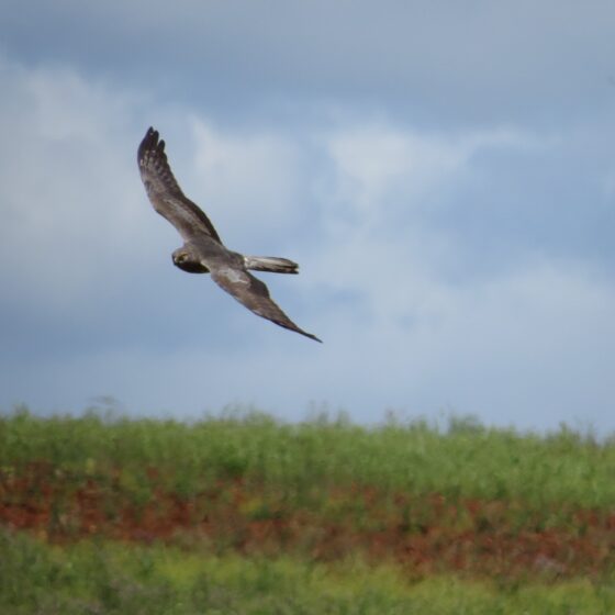 Aguilucho cenizo. Sembria