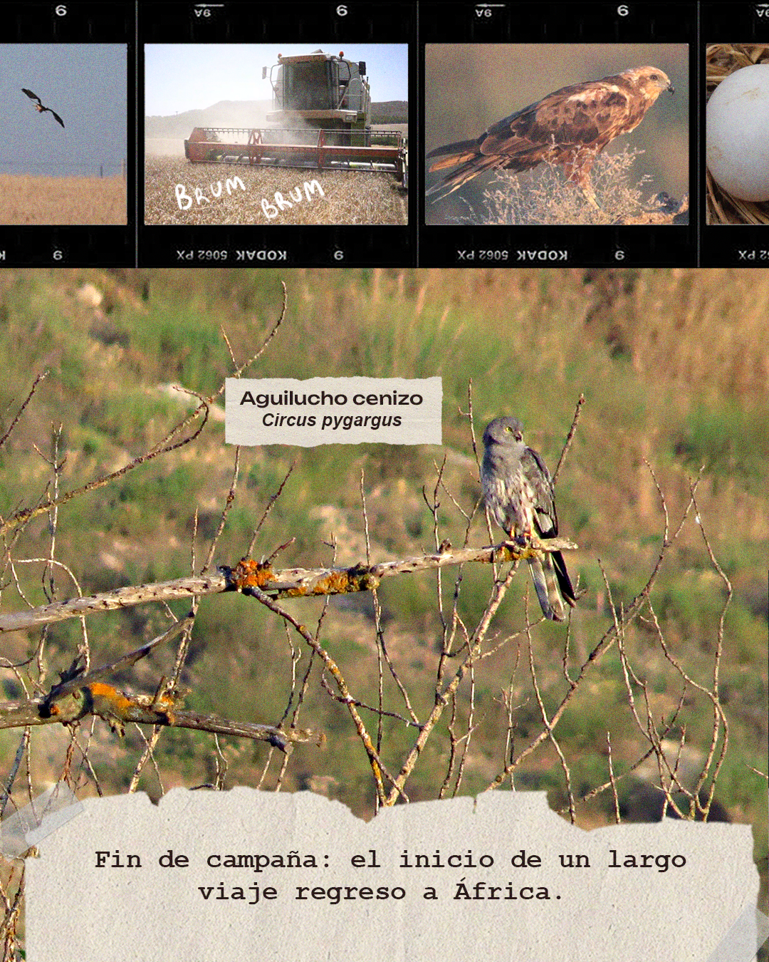 Aguilucho Cenizo. Sembria. Tejemos Territorio