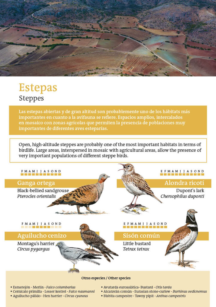 Sembria x Rewilding Spain