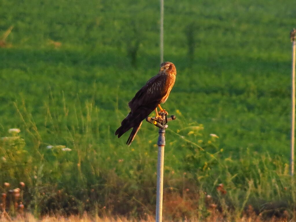 Aguilucho cenizo. Sembria. Tejemos Territorio