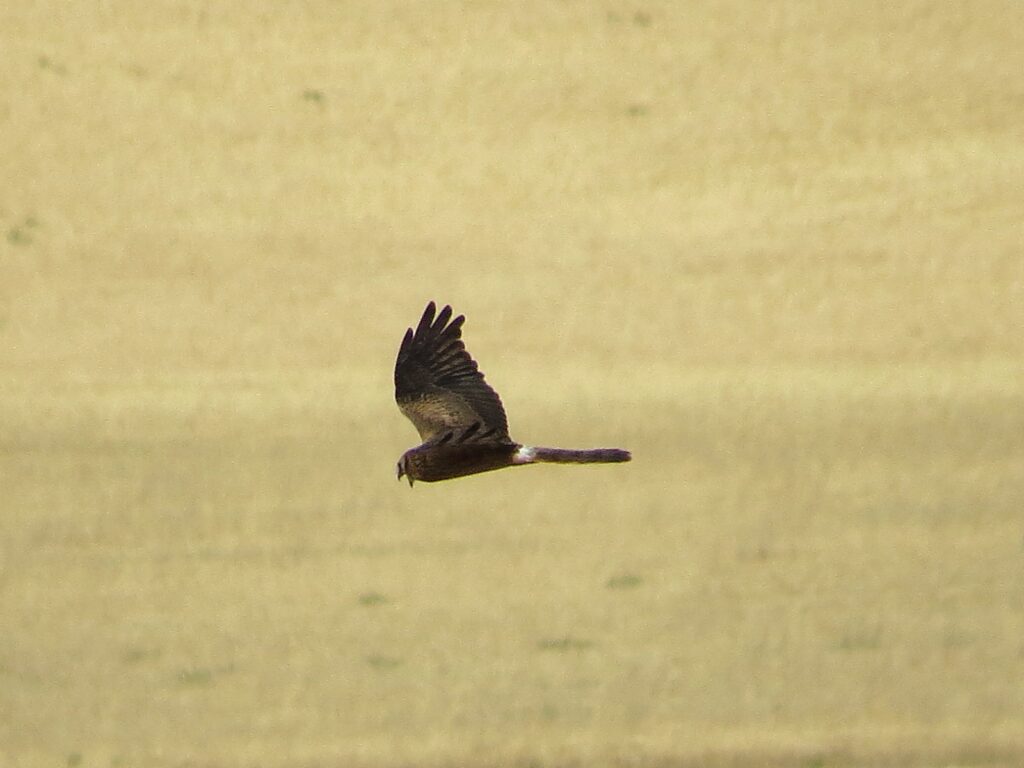 Aguilucho cenizo. Sembria. Tejemos Territorio