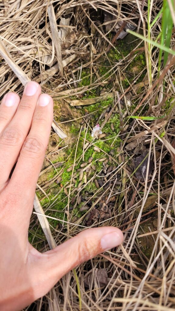 Topillo. Iberón. Sembria. Tejemos Territorio